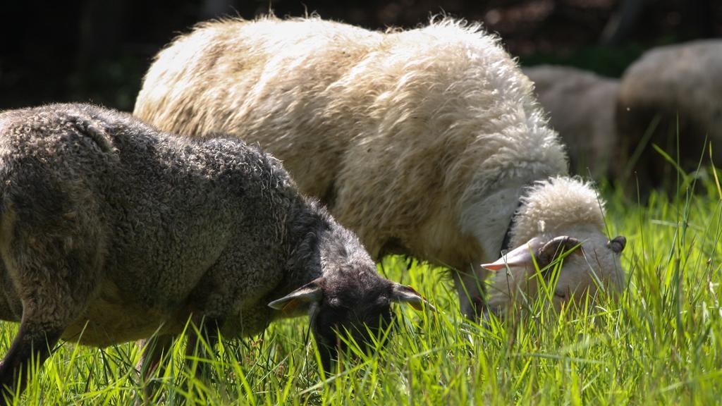 Pokoje W Oberzy Czarny Gron Rzyki Exteriör bild